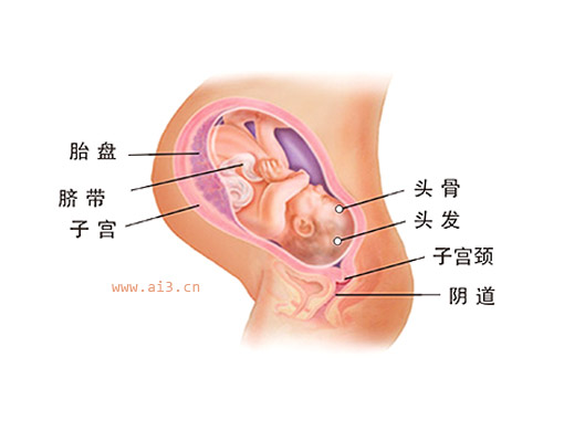 怀孕十个月胎儿图 怀孕10个月胎儿发育情况